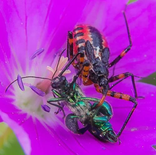 Rhynocoris sp.